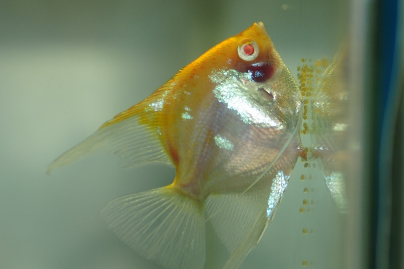 エンゼルフィッシュ産卵 一匹で L メダカ屋 猫飯 ねこまんま 稻田魚 Oryzias Killifish