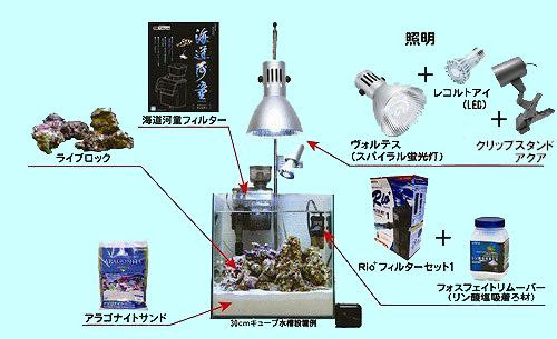 初めての海水魚 神畑養魚株式会社