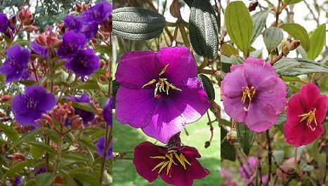 La Flor De Mayo O Sietecueros Flores