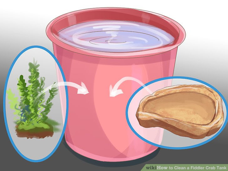 Clean a Fiddler Crab Tank Step 3.jpg