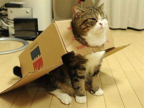 無料で簡単 段ボール猫ハウスの作り方 爪とぎだって手作りできる 猫になりたい 猫 パラダイス