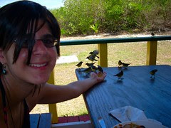 birds