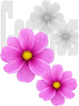 コスモスの花 秋桜 アキザクラ のイラスト 条件付フリー素材集
