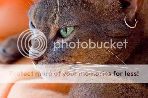 KC Heartless (Piercings by KC @ Aces High Tattoos and Piercings) on Myspace