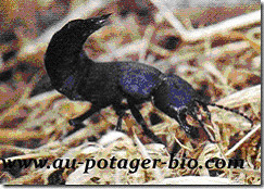 Le Staphylin Noir Ocypus Olens Conseils Coaching Jardinage Des Conseils Pour Votre Jardin