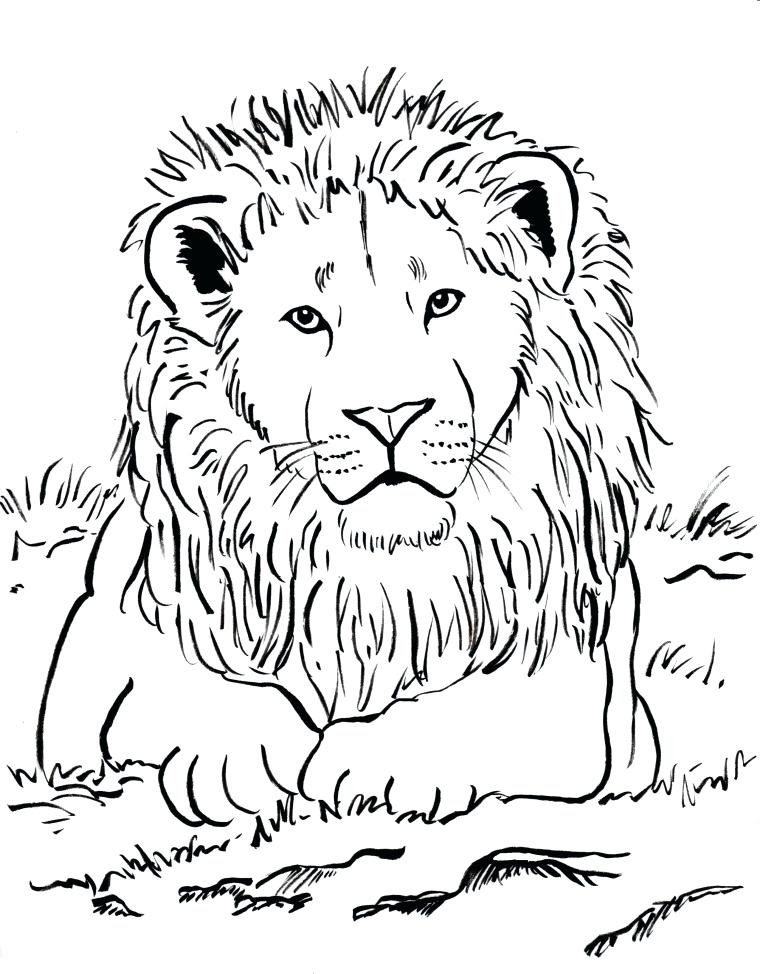 detroit lions coloring pages at getdrawings free download