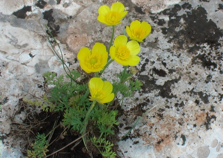 Adonide Annua A Fiore Giallo Verdeostuni