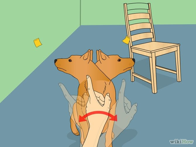 Train Your Dog to Shake Its Head Step 12.jpg