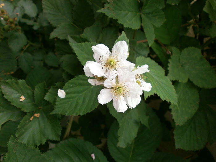 キイチゴ 木苺 花の図鑑 Sugawara