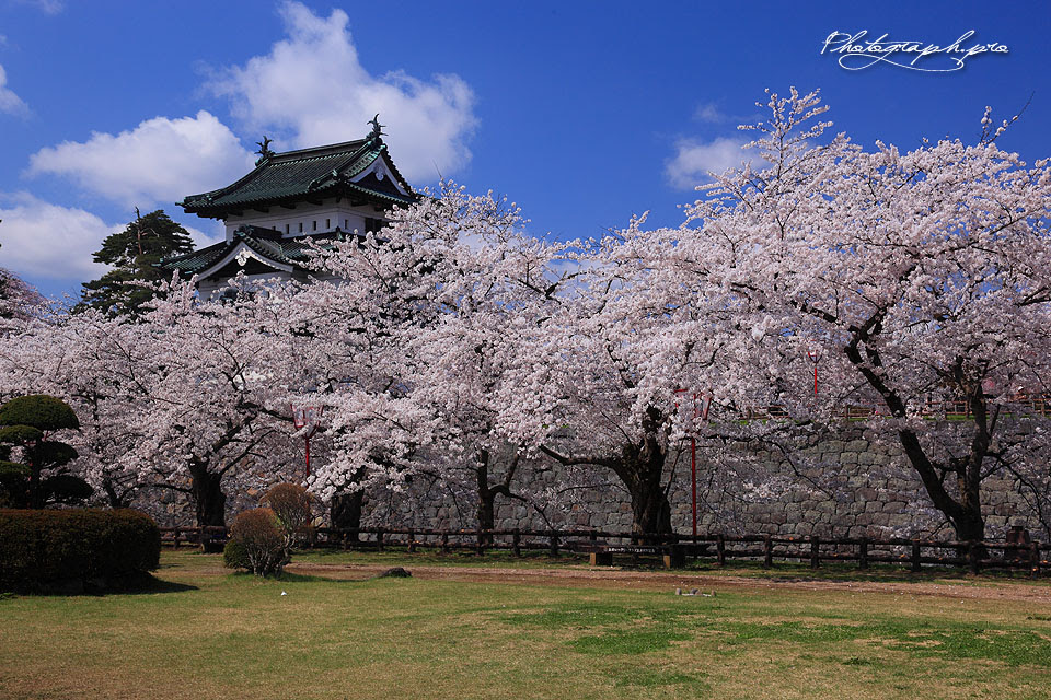 弘前さくらまつり紀行