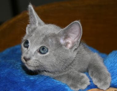Russian blue kittens
