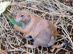 みさとワールド夢見ヶ崎動物公園 オグロプレイリードッグ
