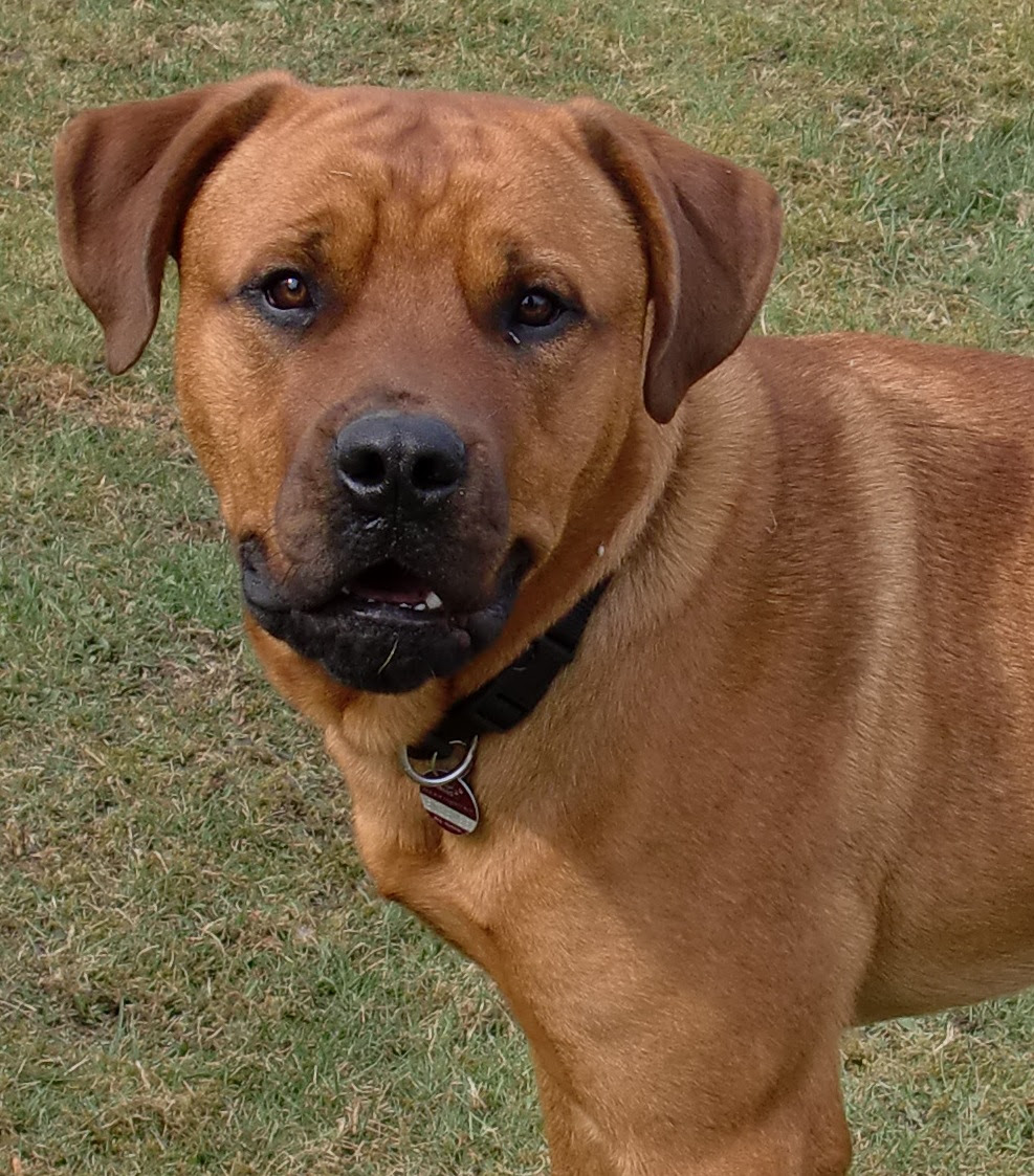 Rocco (Bullmastiff, Rottweiler) | Mischling - Mix