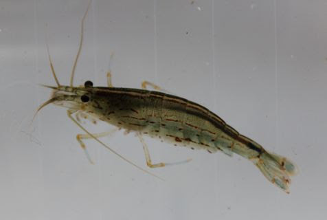 ガサガサ捕獲したエビ 小魚達