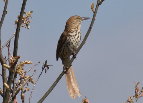Brown Thrasher