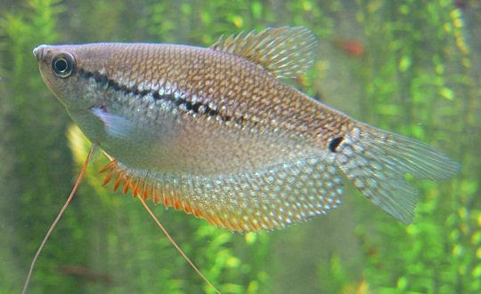 Ein Fisch