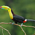 Tropical Rainforest Animals And Plants - Tropical Rainforest Animals And Plants With Pictures And Names / Rainforests are home to half of the worlds plants and animals.