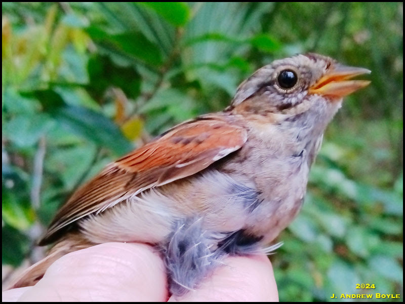 Swamp Sparrow