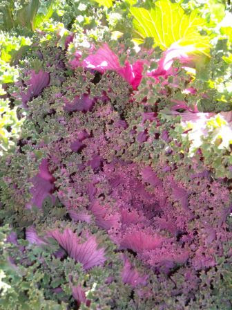 Purple Kale