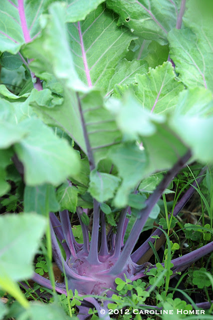 Kohlrabi
