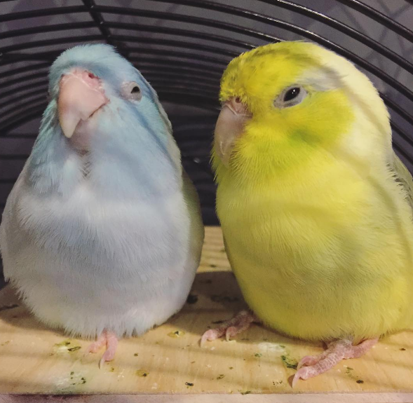 インスタグラム 鳥好き必見 かわいいおしゃべりインコ大集合 Collect コレクト