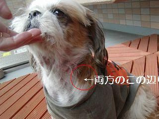 リンパ節が腫れてるみたい シーズー犬 正太のアレルギー日記