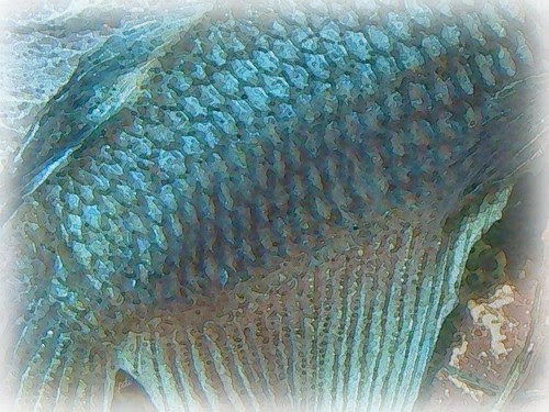 Fish by pdw's atelier