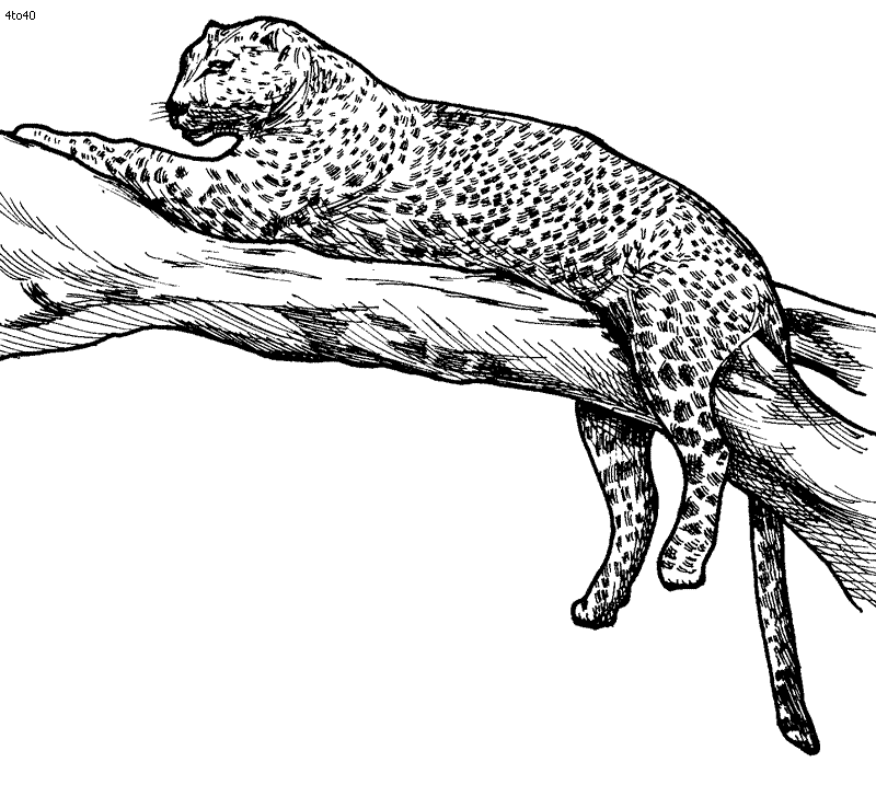 Leopard coloring pages to download and print for free