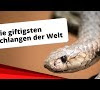 Giftigste Schlange Der Welt Liste / Die giftigsten Schlangen der Welt - Welt der Wunder TV / Die giftigsten schlangen der welt black mamba.