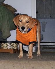 Sophie_trickortreatCUTEST