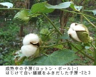 ワタの花色変化への紫外線の影響