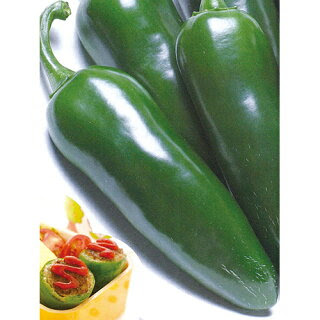 ピーマン苗 こどもピーマン ピー太郎 苗 4本セット 予約販売 ピーマン 農業屋 Com