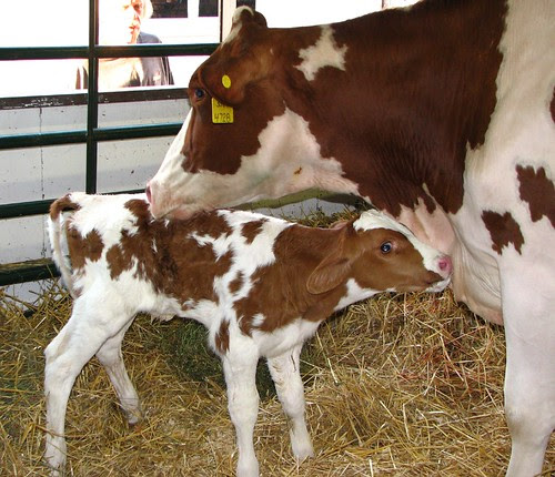 new born baby pictures