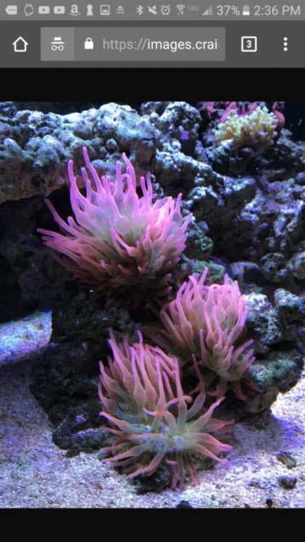 Click image for larger version Name: Screenshot_20170827-143633_1503870064776.jpg Views: N/A Size: 57.1 KB ID: 161978