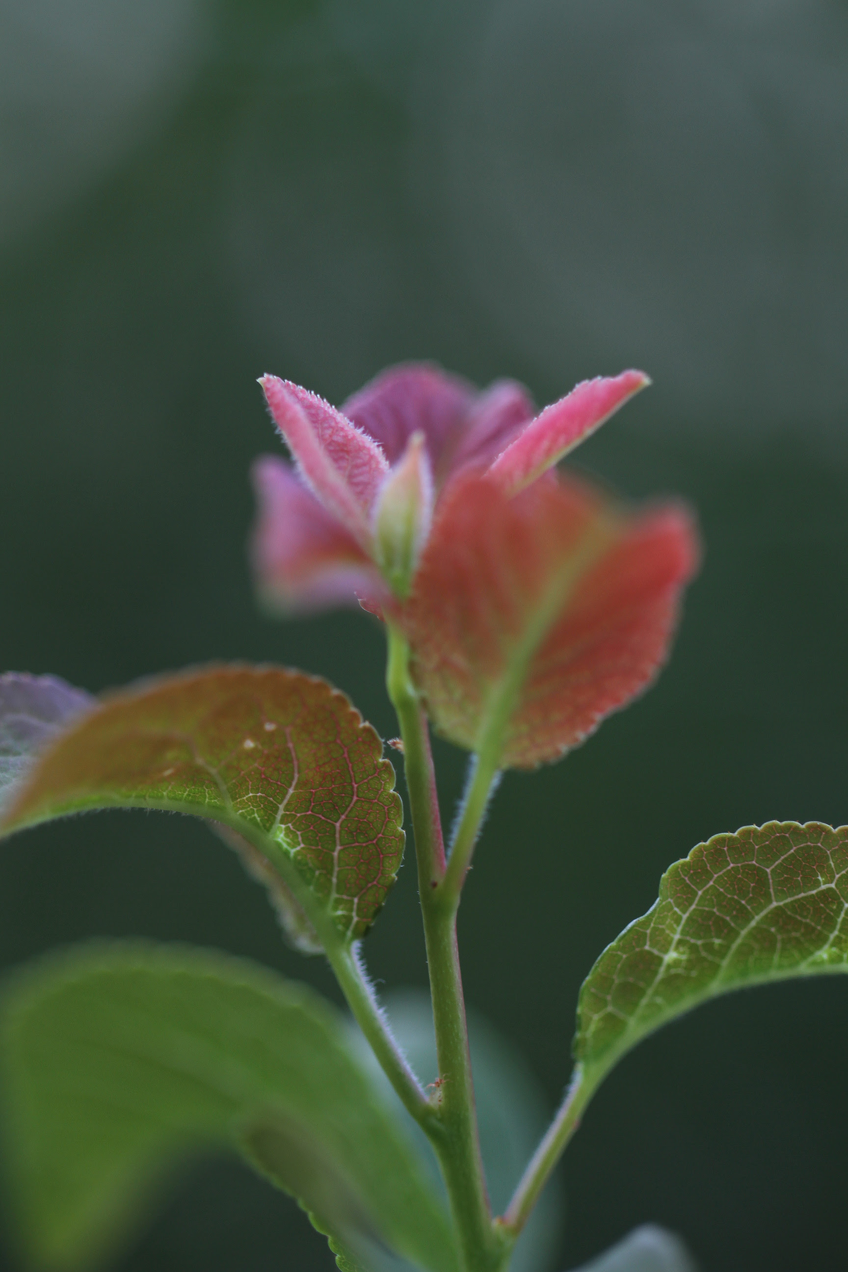 new growth