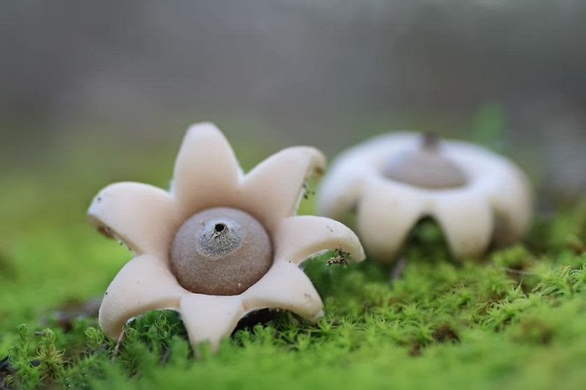 foto Geastrum Minimum