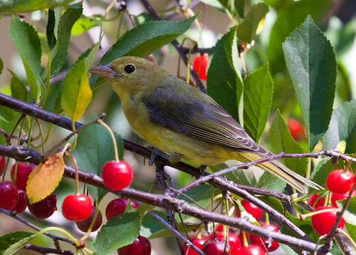 Scarlet Tanager in my cherry tree
