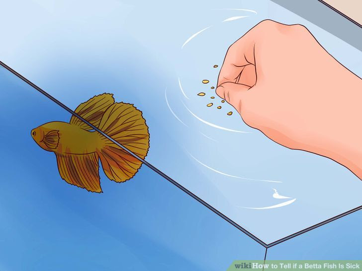 Tell if a Betta Fish Is Sick Step 4 Version 2.jpg