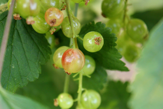 Redcurrants