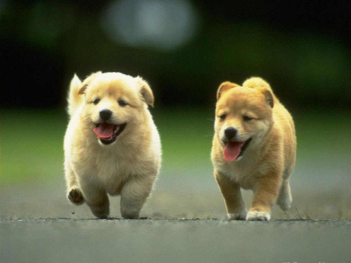 corgi puppy pictures