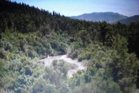 forêt.JPG