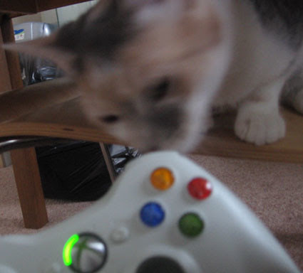 X-Box Kitten