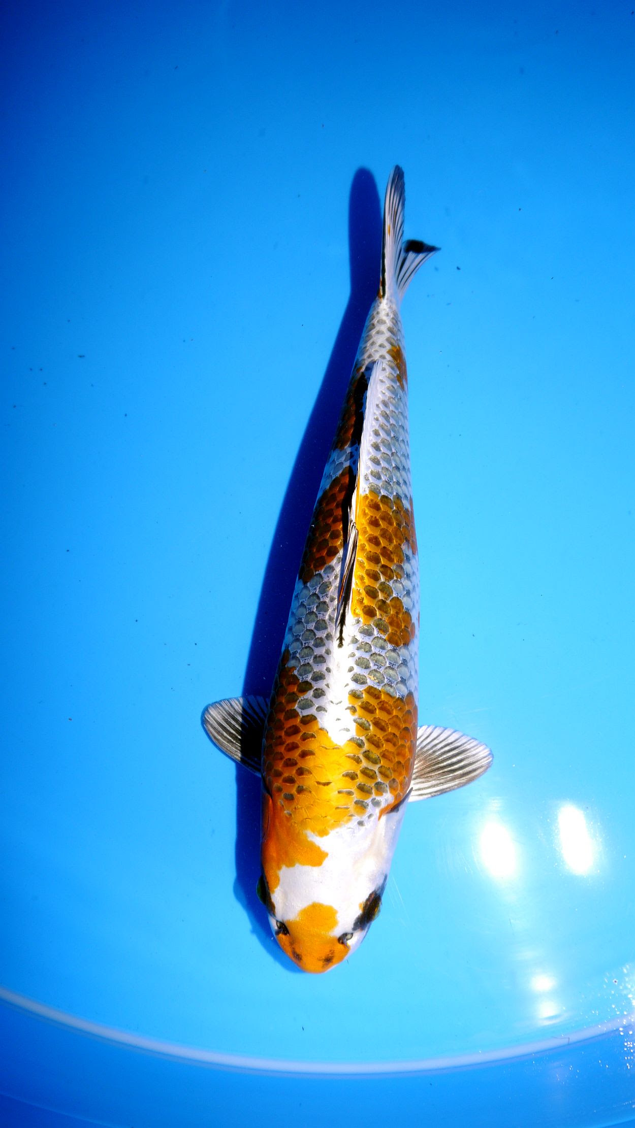 1010 Kirin – Koi-Aquario