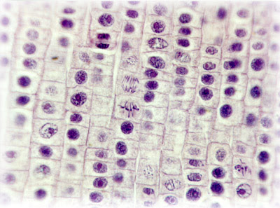 Mic Uk Mitosis Cell Division