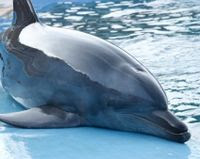India - Don't Include Dolphins in New Oceanarium