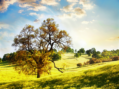 wallpaper uk. Farm Meadow wallpaper, UK may