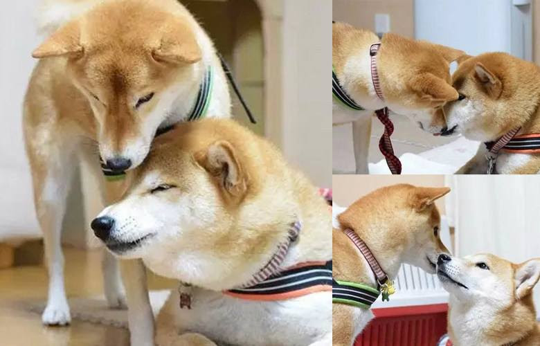 柴犬寿命多少年 献上柴犬和人类年龄的对照换算表一张 柴豆豆柴犬