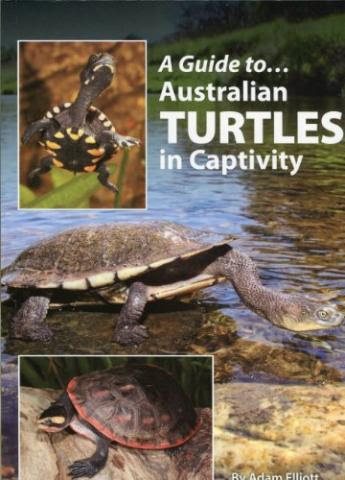 A Guide To Australian Turtles In Captivity