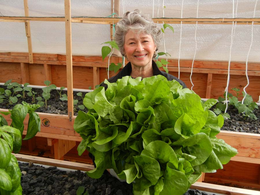 Aquaponics System Hawaii Aquaponics Systems For Sale