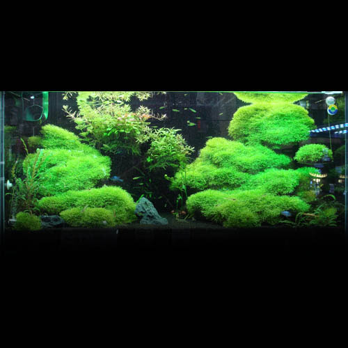 レイアウト水槽参考データ 14 3荒川店 熱帯魚ショップトロピランド